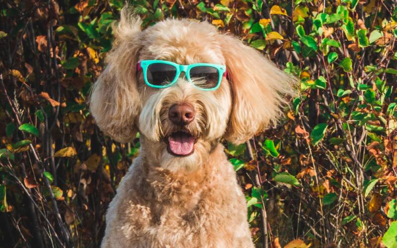 6 super creative printed marketing pieces that use embellishments for maximum impact